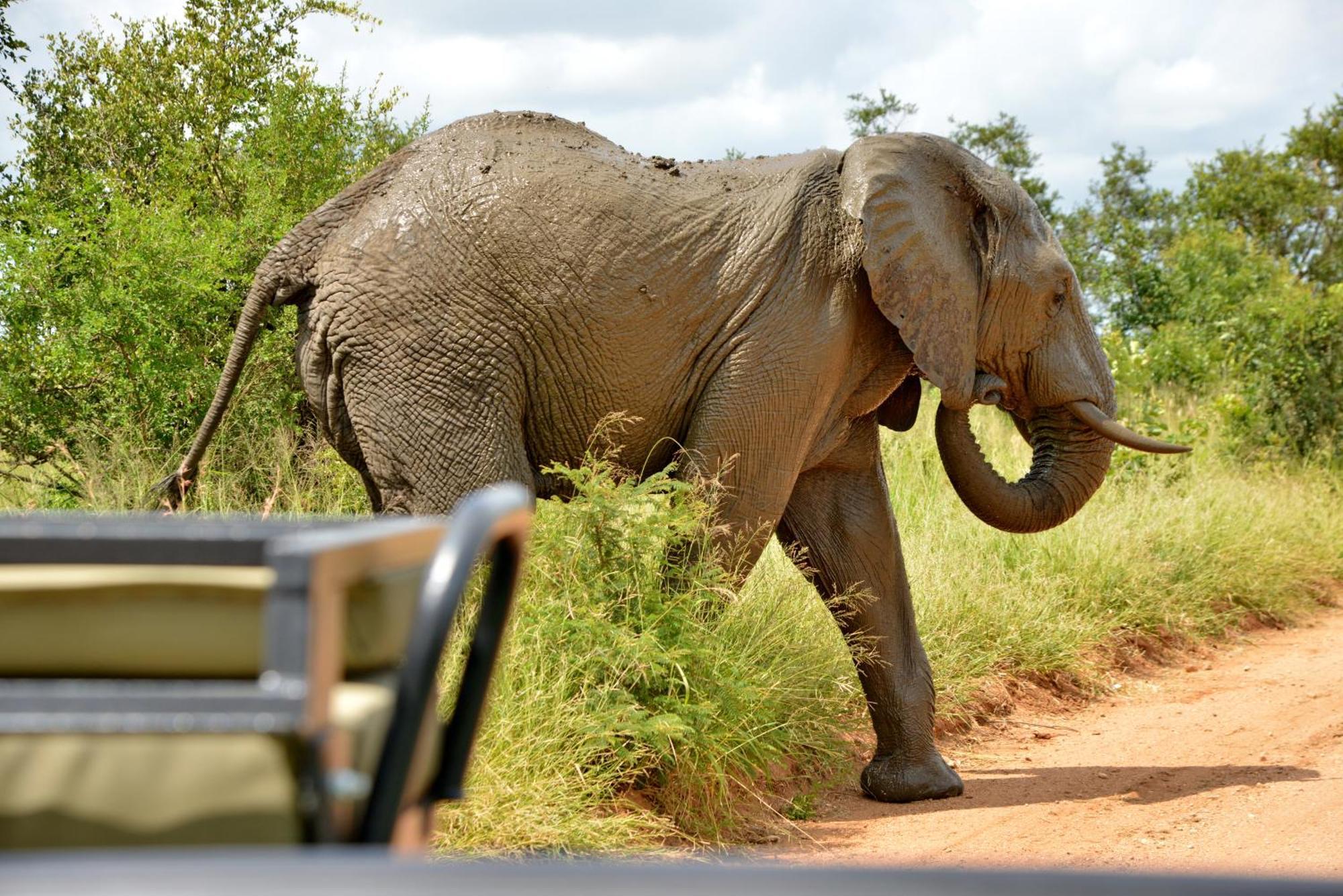 Kruger Safari Lodge 마니엘레티 게임 리저브 외부 사진